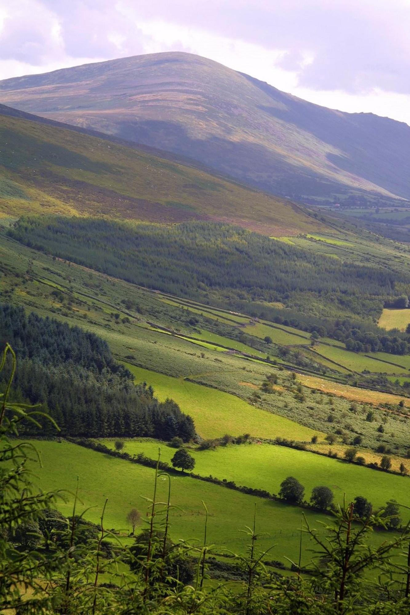 Blackstairs Shepherds Huts Killedmond Dış mekan fotoğraf